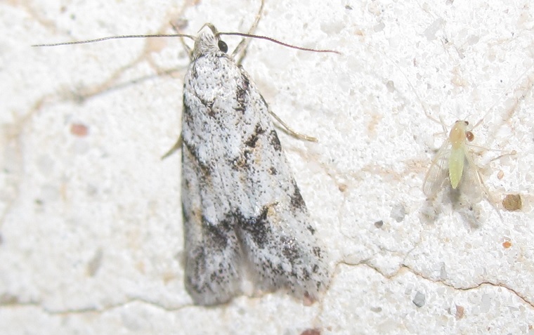 Symmoca signatella (Autostichidae)? S